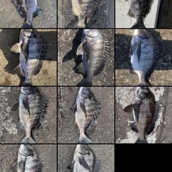 イチノ兄弟(兄)釣果!