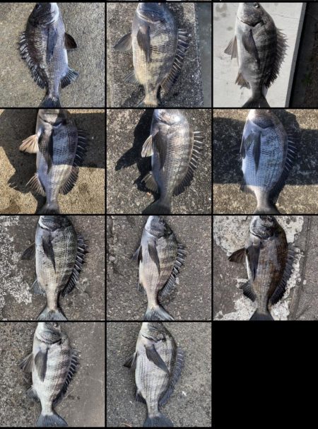 イチノ兄弟(兄)釣果!