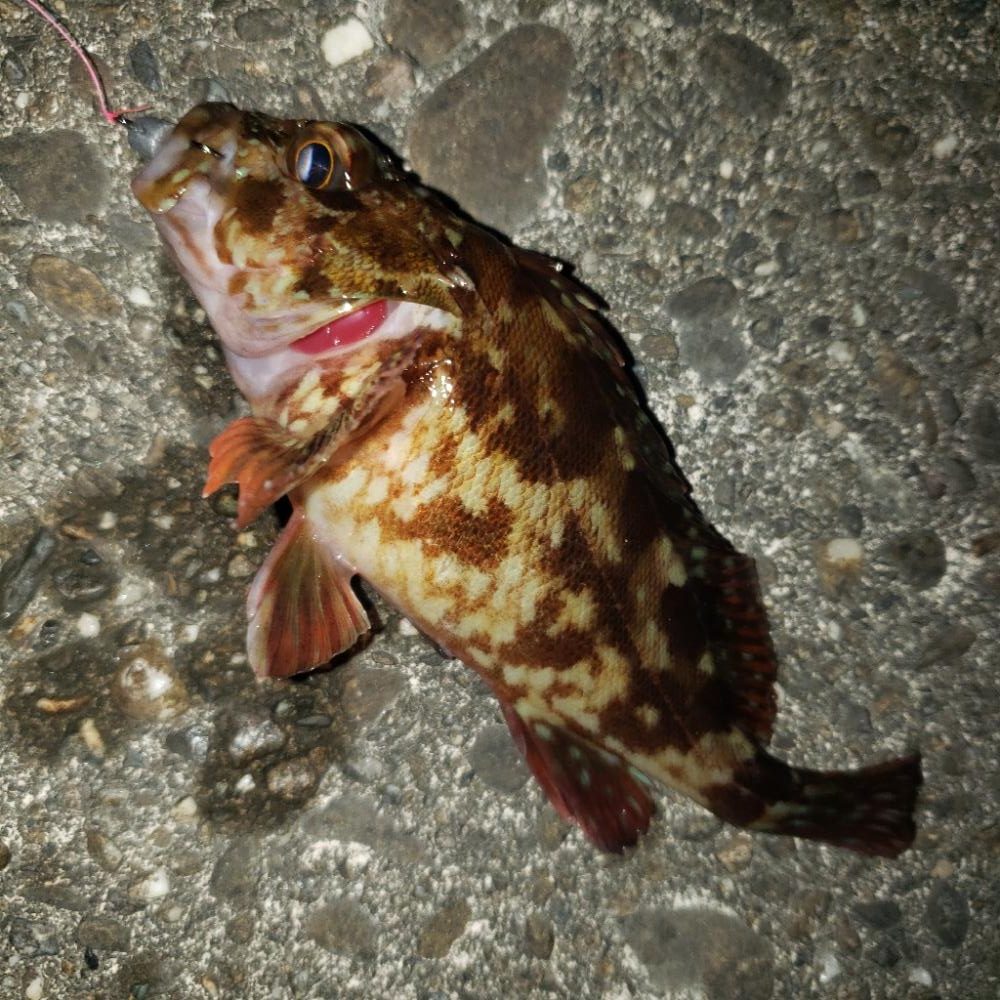 あけおめガシラ君！