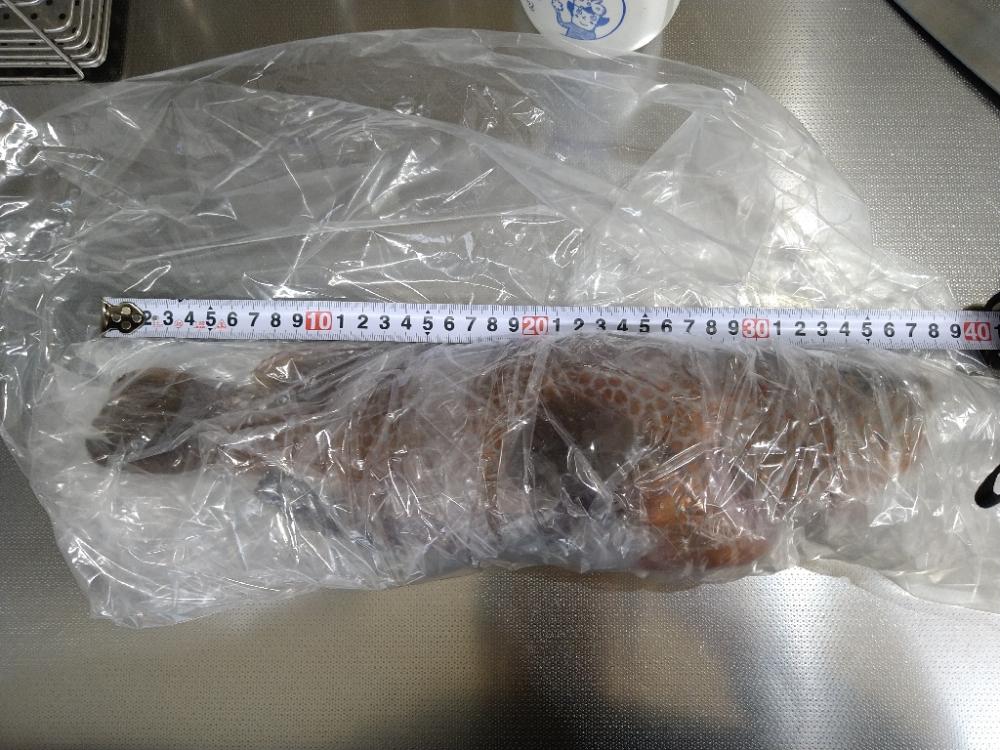 年明け神の島釣行