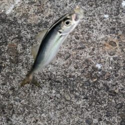 まだまだ釣れる