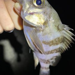 初釣りはメバリング