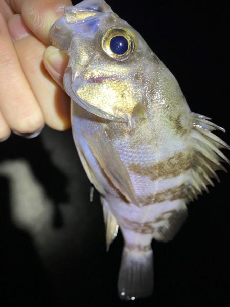 初釣りはメバリング