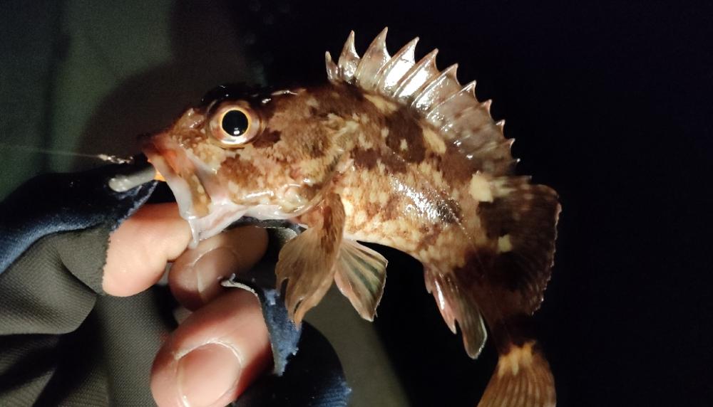 今年の釣り初めは激シブ