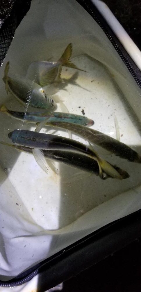 アジング　エギング　泳がせ釣り