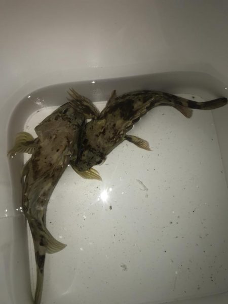 ブラクリ&イカ短冊でガシラ釣り