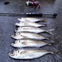 初場所アジング