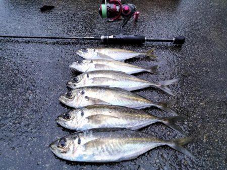 初場所アジング