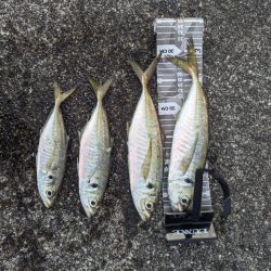 陸っぱり釣行記