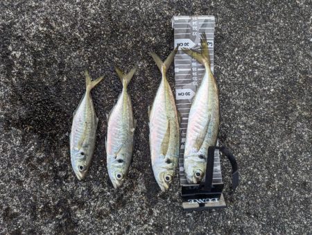 陸っぱり釣行記