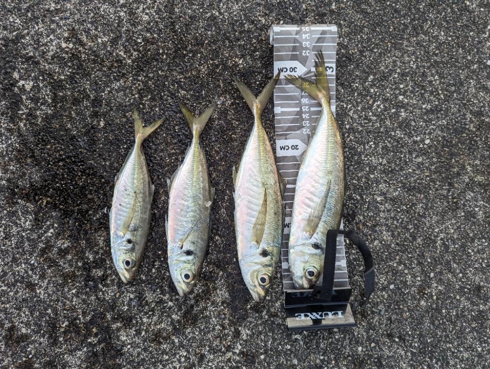 陸っぱり釣行記