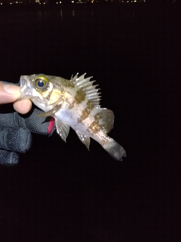 初釣りの次の日