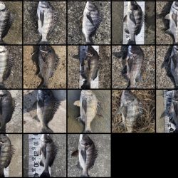 イチノ兄弟（兄）釣果！