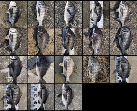 イチノ兄弟（兄）釣果！