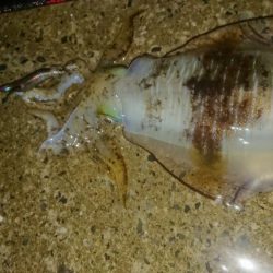 夜雨エギングIN対馬