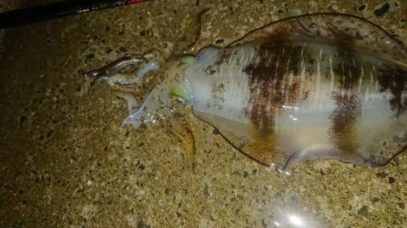 夜雨エギングIN対馬