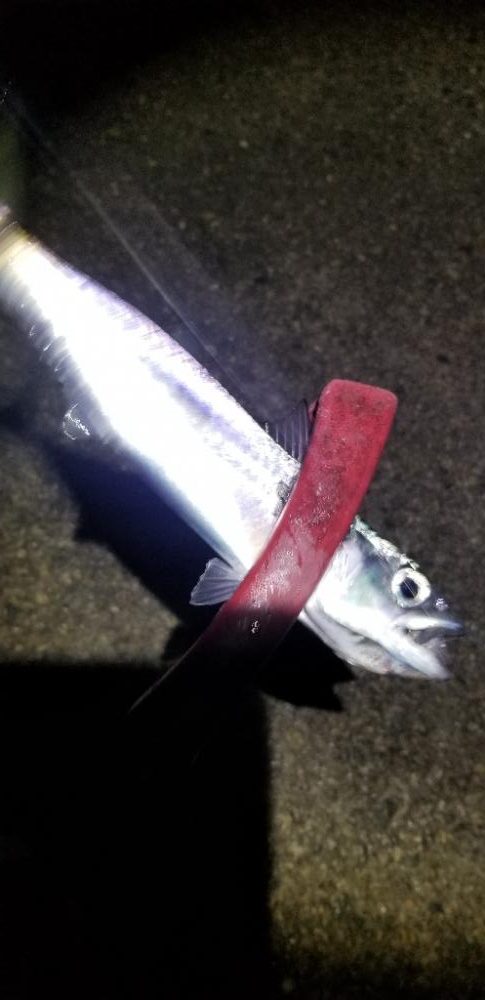 下津は尺アジ大漁でした！