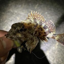 月夜メバリング