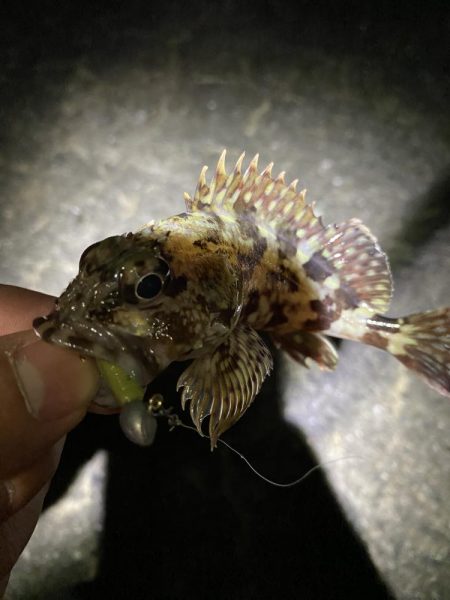 月夜メバリング