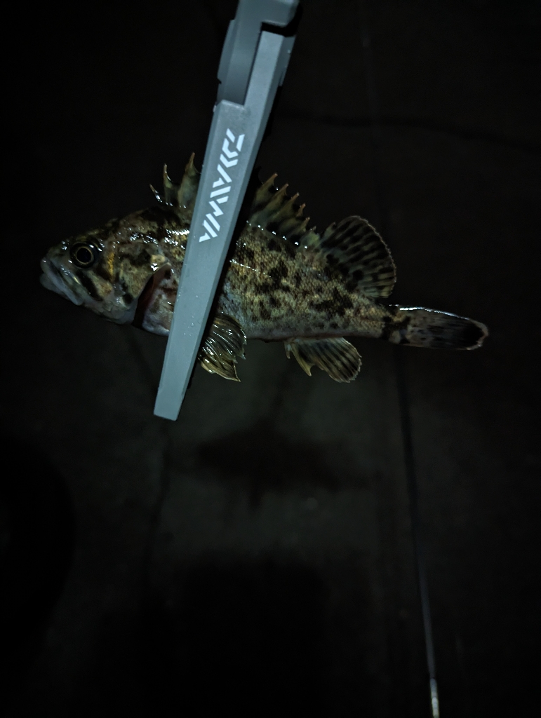 陸っぱり釣行記