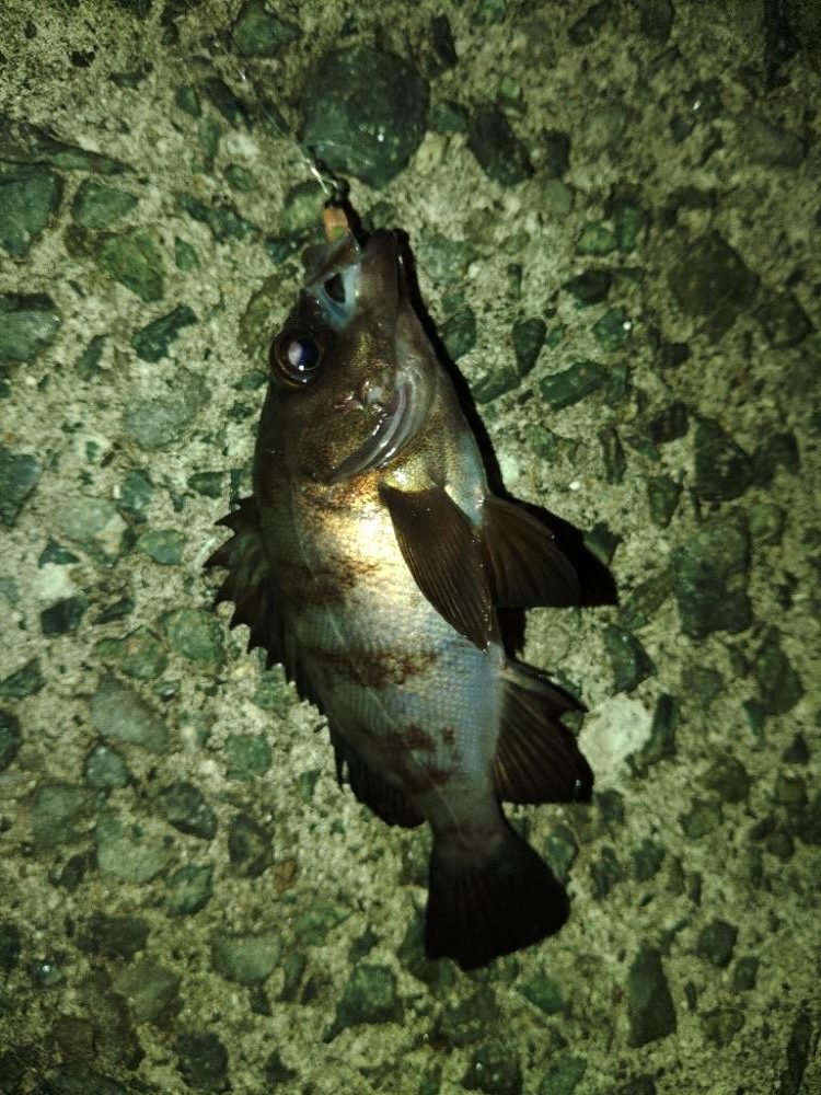 フロートゲーム～