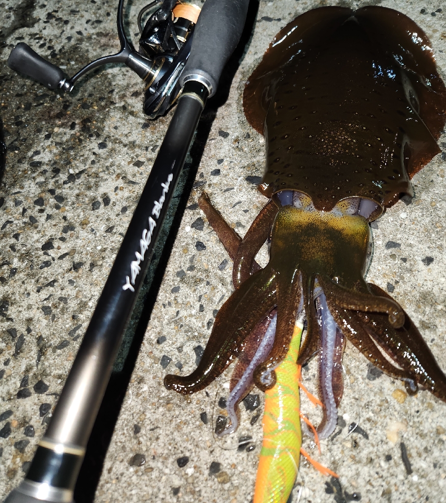 天草エギング釣行