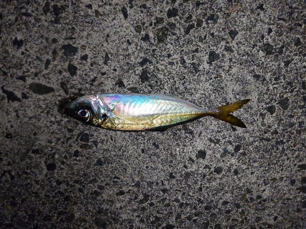 釣り初め🎣