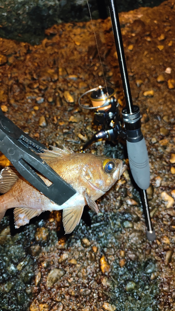 今日もアジ狙いで