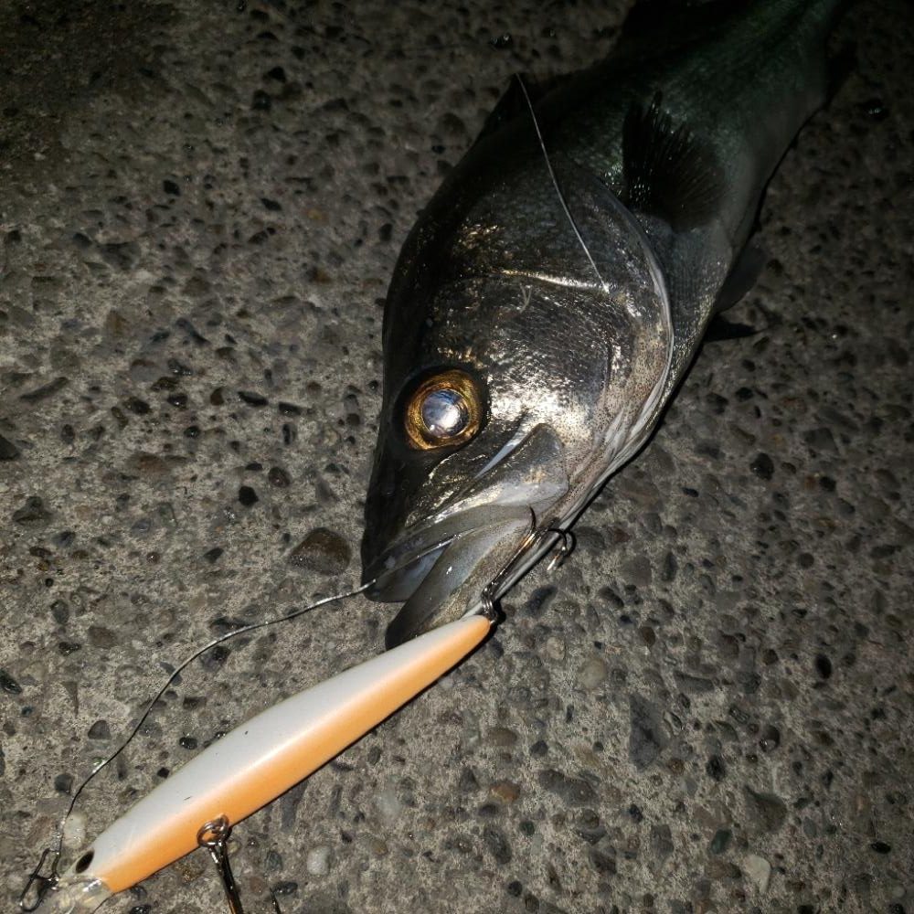 今年も宜しくスズキさん!