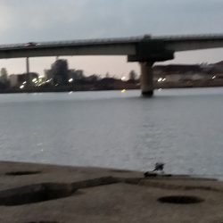 青物チャレンジ