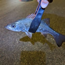 陸っぱり釣行記
