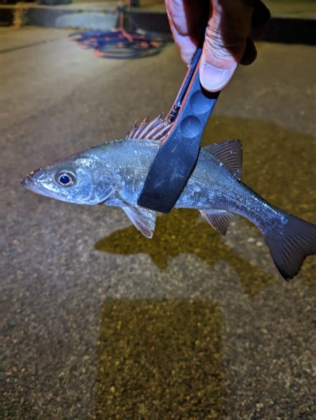 陸っぱり釣行記