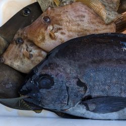 新年初釣行・初魚種ゲット( *´艸`)