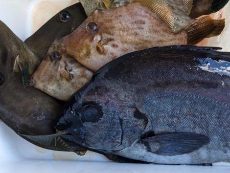 新年初釣行･初魚種ゲット( *´艸`)