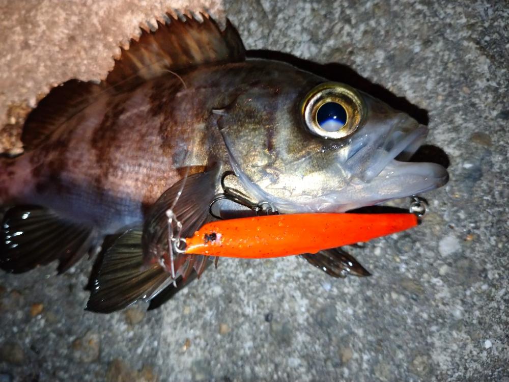 釣り始め🤩