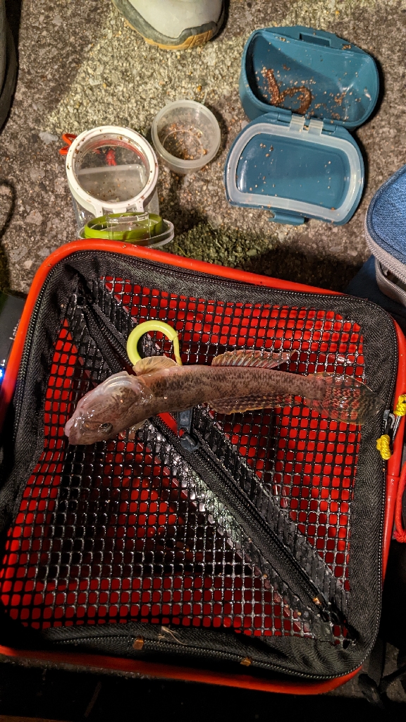 落ちハゼ 釣り納め