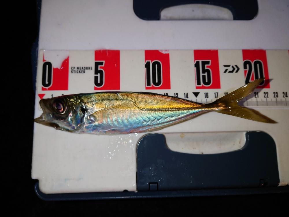 ２０２２初釣り