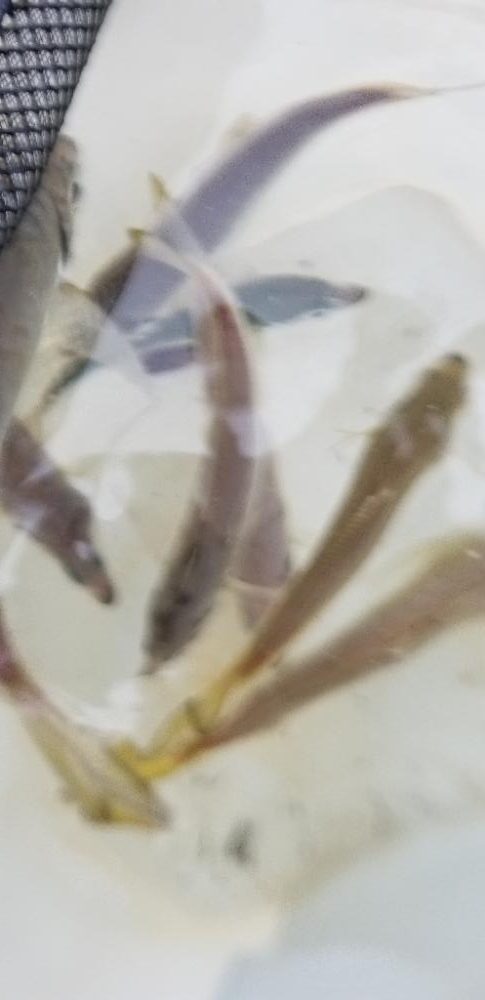 アジング 今回も尺あり