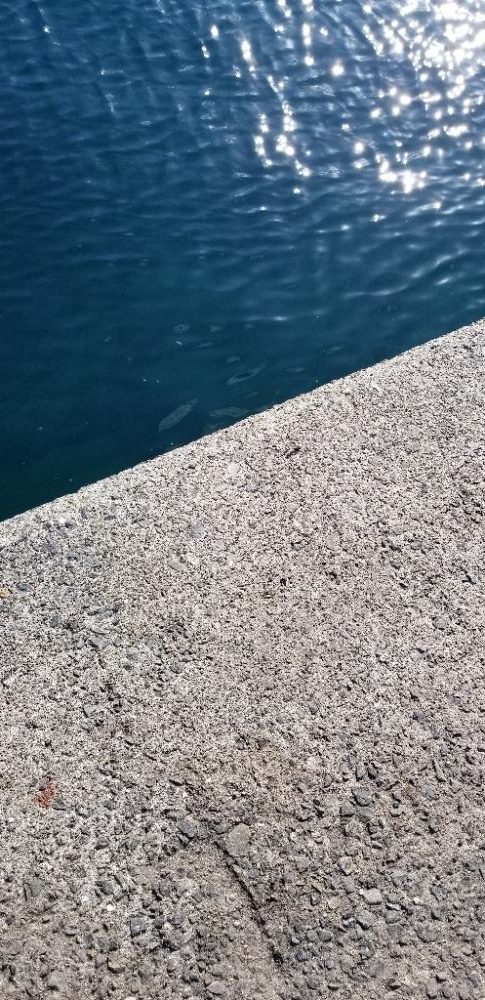 下津 渋くても尺アジGET