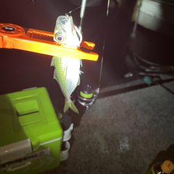 初釣り　淡路島