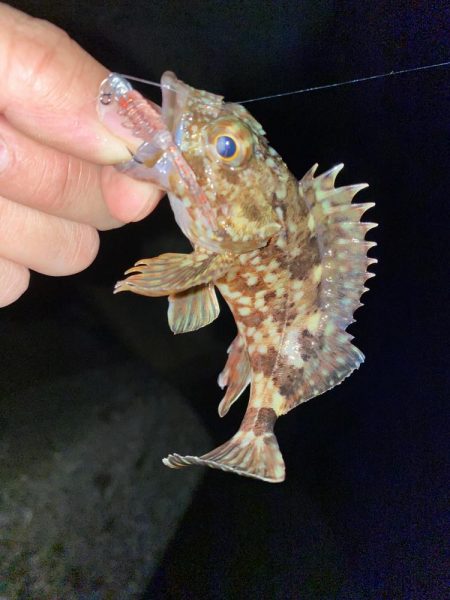 メバリングのつもりがガシリング