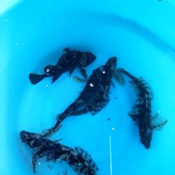 釣り初めはクジメでした