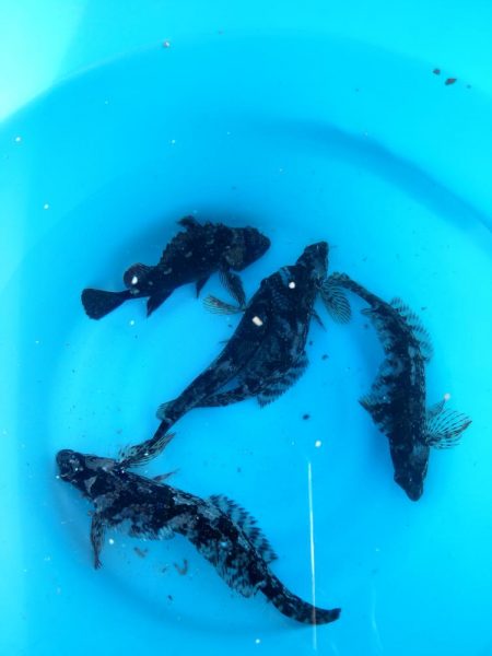 釣り初めはクジメでした