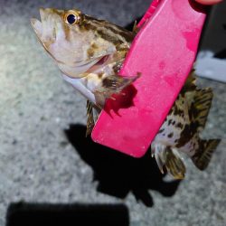 今年初釣り、渋々メバリング