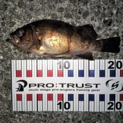 それでも月夜はダメ?