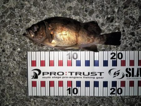 それでも月夜はダメ?