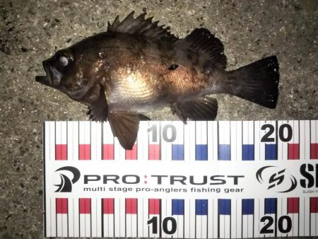 激流メバリング