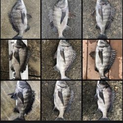 イチノ兄弟(兄)釣果!