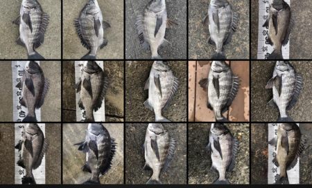 イチノ兄弟(兄)釣果!