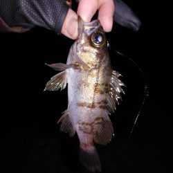 フロートリグとジグ単